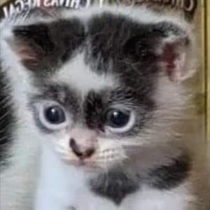 TATTSTONER Telegram Channel