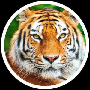 Malik Bhai ( Tiger ) Telegram Channel